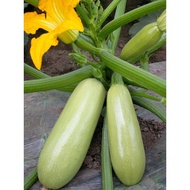 White zucchini seeds F1 15 seeds