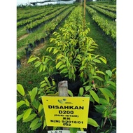 Pokok Durian Musang King/Duri Hitam/IOI/S17 Coffee/XO/Kim Hong/Tupai King/D99