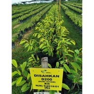 Pokok Durian Musang King/Duri Hitam/IOI/S17 Coffee/XO/Kim Hong/Tupai King/D99