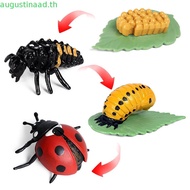 NYTRO Growth Cycle Model Teaching Material Educational For Kid Butterfly Growth Cycle Science Toy Ki
