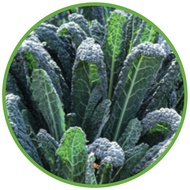 Kale Seeds (Nero Di Toscana) By Tropica