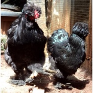 Telur Berbenih Ayam Brahma silver white park brown park black