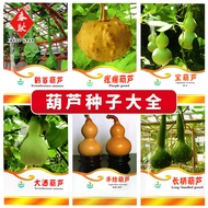 Featured Gourd Seed Treasure Gourd Large Wine Gourd Sub Gourd Crane Gourd Hand Twisted Gourd Seeds
