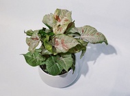 牛奶紙屑合果芋|經典白瓷器|極美觀葉系|居家、開幕