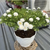 Gốc Hoa 10 Giờ Bonsai Thái Kép To Đẹp Nhiều Màu Sắc Dễ Trồng Hoa Nở Đẹp 4 Mùa (Mua 5 Gốc Tặng 1)