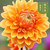 Dahlia Sweet Potato Flower Dahlia Flower Planting Ball Courtyard Planting Potted Plant Plant Ball Ro