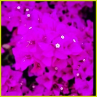 ➬ ◙ ❐ ▖ Bougainvillea Cuttings (Assorted)