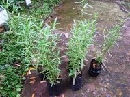 Bibit Tanaman Obat Tarragon (Artemisia Dracunculus L.)