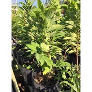 Whole potted custard apple tree for garden decoration