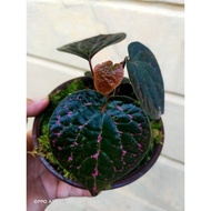 Slthegreen 📌Sirih Merah Hutan Borneo/ sirih Harimau /Piper Porphyrophyllum ( pokok / plant )