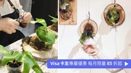 蕨光陽台 鹿角蕨上板體驗｜雙人優惠方案