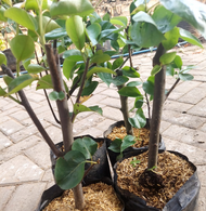 Tanaman Per Batang Besar Siap Dijadikan  Bonsai