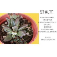 心栽花坊-野兔耳(3吋)(多肉植物)售價40特價35