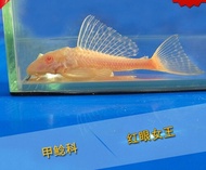 Albino Bandaraya Pleco Live Fish Aquarium Ikan Hidup Akuarium