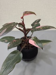 Philodendron Pink Princess Marble 大理石粉紅公主蔓綠絨