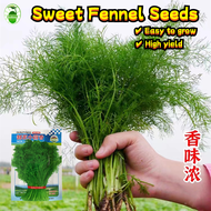 500 Seeds/pack High Yield Sweet Fennel Seeds for Sale 割茬小茴香种子 Biji Benih Daun Dill Adas Fennel Herb 