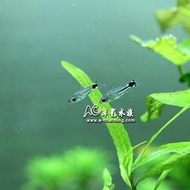 【AC草影】月光鼠 【一隻】觀賞魚 鼠魚