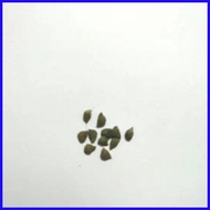 ♨ ♠ ♒ 【COD】10pcs Rare Calathea Seeds Air Freshening Plants Seeds #SW15