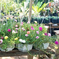 Bibit Bunga Krokot Warna Warni Cantik Murah