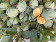 Mangga Indramayu Asli Mengkel/Mentah 1kg Fresh