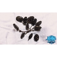 Alder Cones