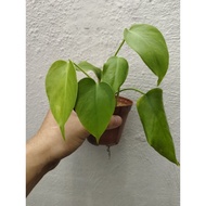 Monstera Deliciosa Albo- reverted