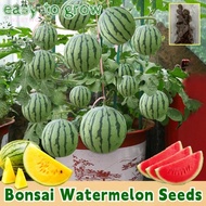 2PACK Fresh Watermelon Seeds Fruit Seeds for Planting Fruit Plants (10 Seed) Fruit Seeds Bonsai Tree Seeds