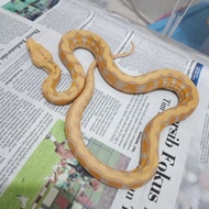 retic tiger platinum lavender albino