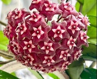 Hoya Pubicalyx Red 紅巴頓毬蘭