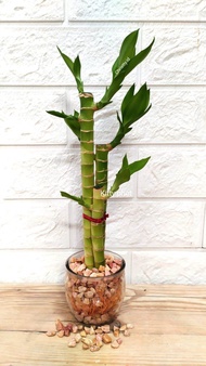 Bambu Lotus / bambu Hoki Lotus / Bamboo/lucky bamboo