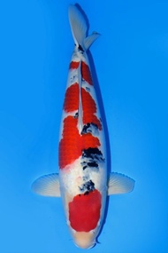 Ikan Koi Import Jepang Taisho Sanshoku Izuru 60 cm