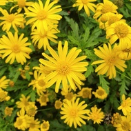 Euryops daisy Biji Benih （100+biji）