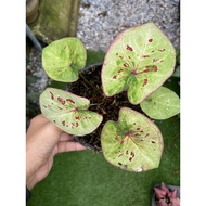 BEAUTIFUL CALADIUM IMPORT