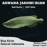 ikan arwana jardini irian papua