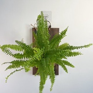 【植蕨所在】 波士頓蕨 水苔植物上板 觀葉植物 上板植物 室內植