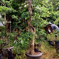 Bonsai Taman Serut