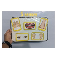 5 Senses Flashcard Style Laminated