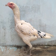 Ayam Pakhoy Betina Cucu Jimmy White Drumband