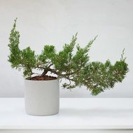 真柏 | 日曬系綠植生活 低調但超有個性