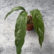 Rhaphidophora megasperma variegata tanaman langka asli indonesia
