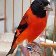Code Burung Red Siskin Klasik Jantan Gacor Siap Tangkar