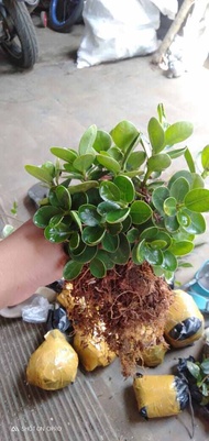 Bibit ficus dolar mangkok ori isi 10 batang free bonus
