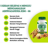 Syok Syok ASHWAGANDHA KSM 66 Nettle seed 30kapsul