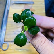 Sindo - 3 Pcs Anubias Black Live Plant PQWD2HDRFC