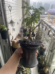 神聖乳香  沒藥 橄欖 連盆 植物