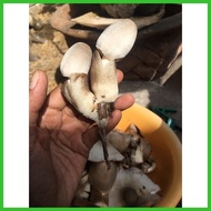 ▧ ↖ ℁ ◡ volva mushroom kabuteng saging 500g kabuteng binhi