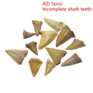 [Cumarba] 1Pc ฟันปลาฉลามฟันธรรมชาติตัวอย่างน้ำแร่ของขวัญจี้ประดับ