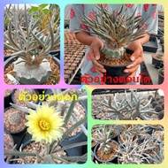 🌵💥 คาปุดเมดูซ่า 💥🌵  Astrophytum caput-medusae กราฟตอเมโล 2-4โขด ต้นกระบองเพชร ต้นแคคตัส (แคคตัส กระบองเพชร)(update 25-6-66)