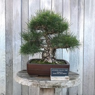 Amefurashi Benih Biji Pohon Japanese Black Pine Cocok Untuk Bonsai Seed