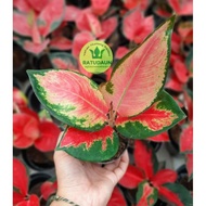 Tanaman Hias Aglaonema/Aglaonema RED MAJESTY